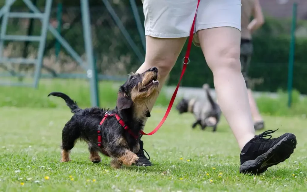 Dressez votre chien sur La Marche Au Pied