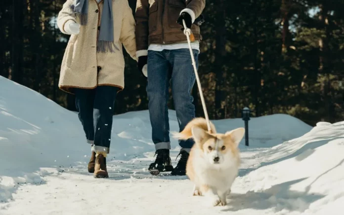 Dressez votre chien sur La Marche Au Pied