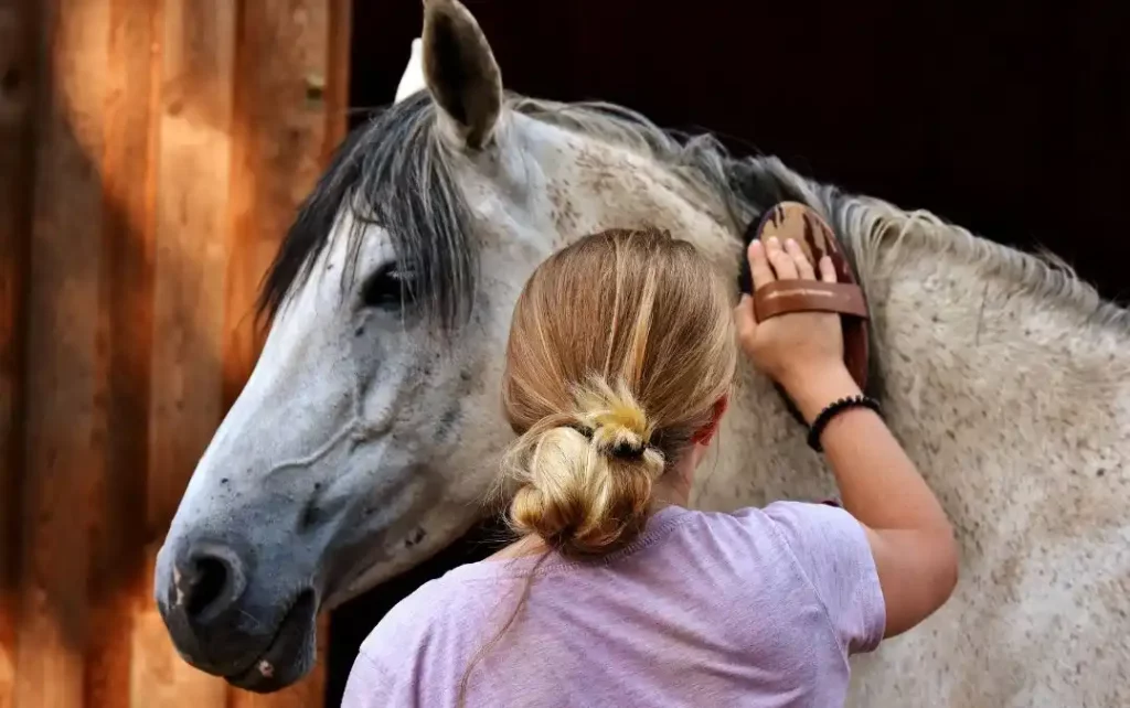 Comment les chevaux nous voient-ils ?