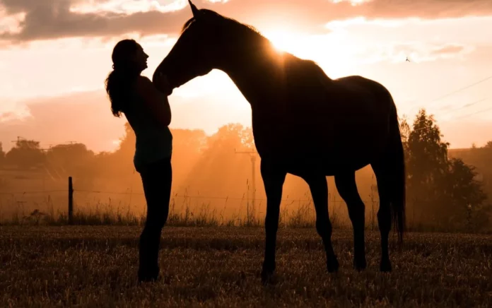 Comment les chevaux nous voient-ils ?