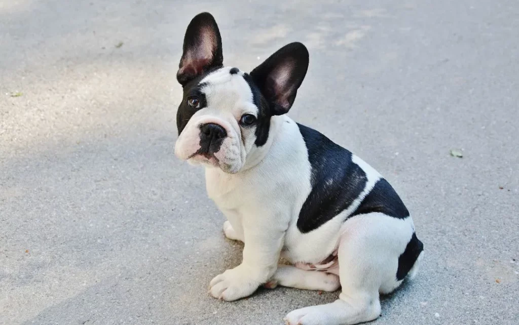 Le Bouledogue français