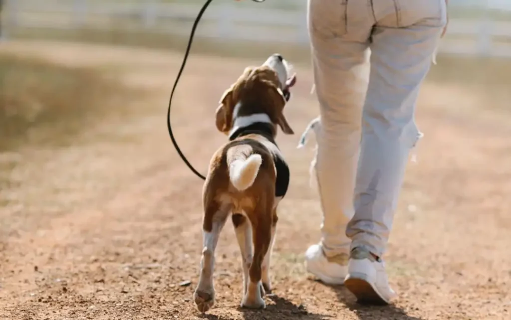 Dressez votre chien sur La Marche Au Pied