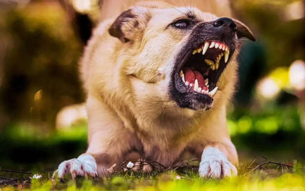 Comment gérer un chien agressif