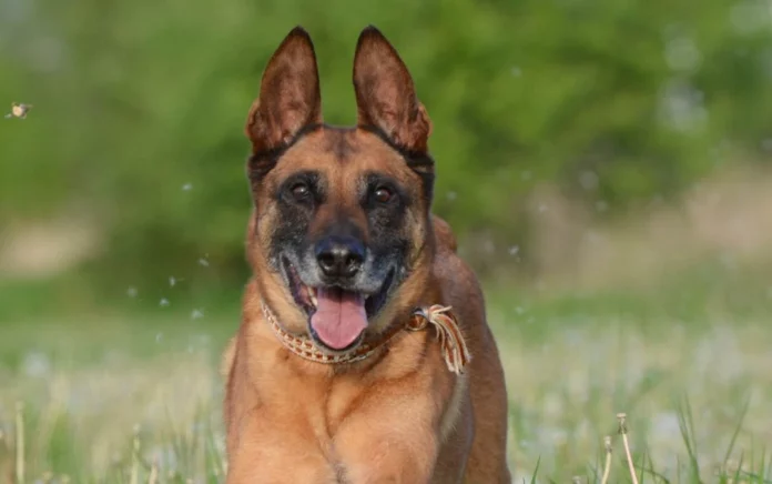 Le Berger Belge Malinois - Tout ce que vous devez savoir sur cette race