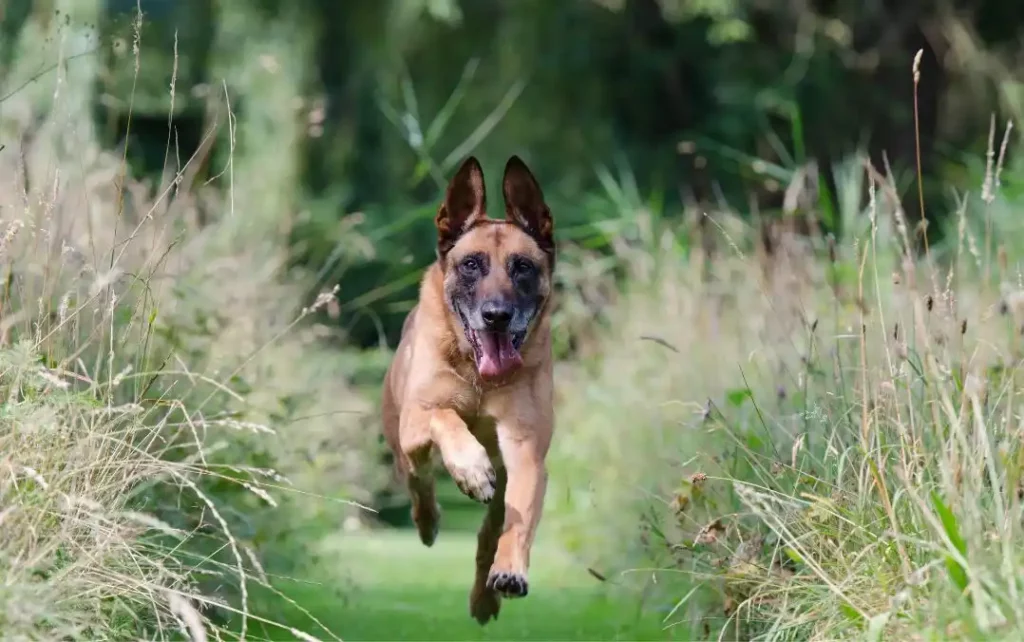 Le Berger Belge Malinois - Tout ce que vous devez savoir sur cette race