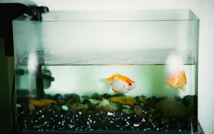 Le premier aquarium et les premiers poissons