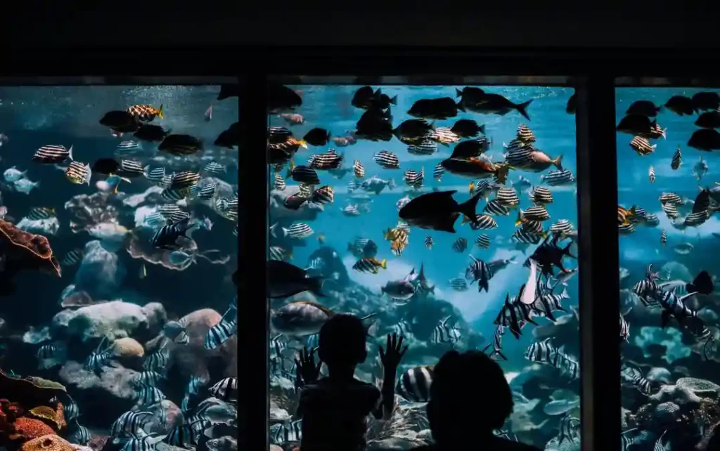 Le premier aquarium et les premiers poissons