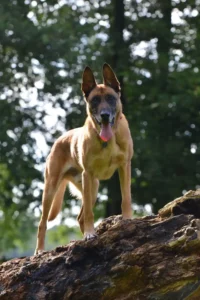 Le Berger Belge Malinois - Tout ce que vous devez savoir sur cette race