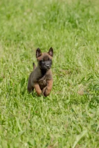 Le Berger Belge Malinois - Tout ce que vous devez savoir sur cette race