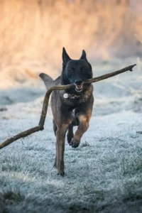 Le Berger Belge Malinois - Tout ce que vous devez savoir sur cette race