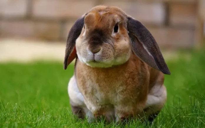 Lapin aux grandes oreilles et pelage soyeux : Le lapin bélier