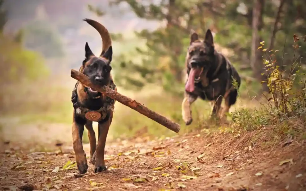 Le Berger Belge Malinois - Tout ce que vous devez savoir sur cette race