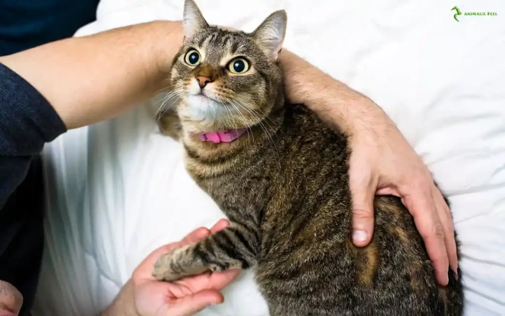 Un chat est entré chez moi et je ne peux pas l'adopter