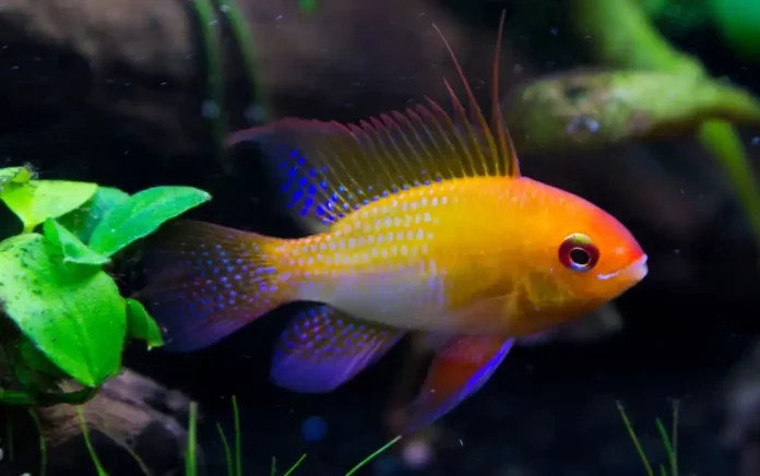 Le Poisson Ramirezi (Mikrogeophagus ramirezi) en aquarium