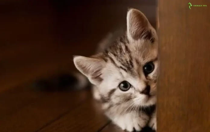 Un chat est entré chez moi et je ne peux pas l'adopter