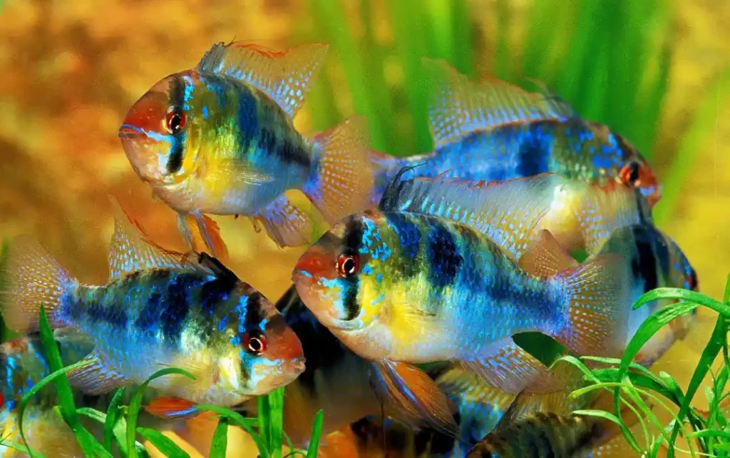 Le Poissons Ramirezi (Mikrogeophagus ramirezi) en aquarium