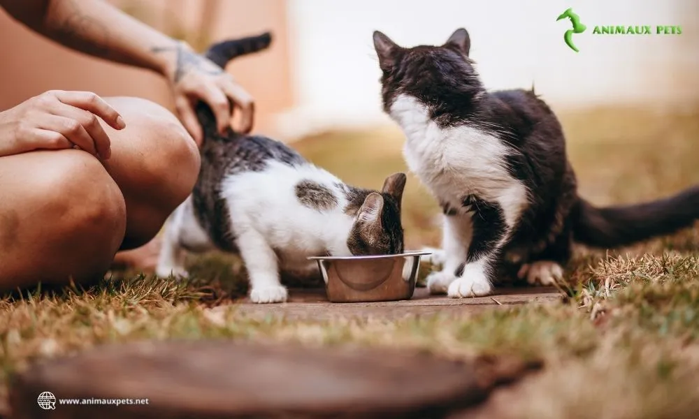 alimentation d'un chat