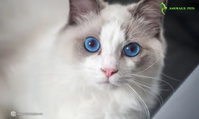 Le Ragdoll : Le Compagnon Idéal pour Votre Maison