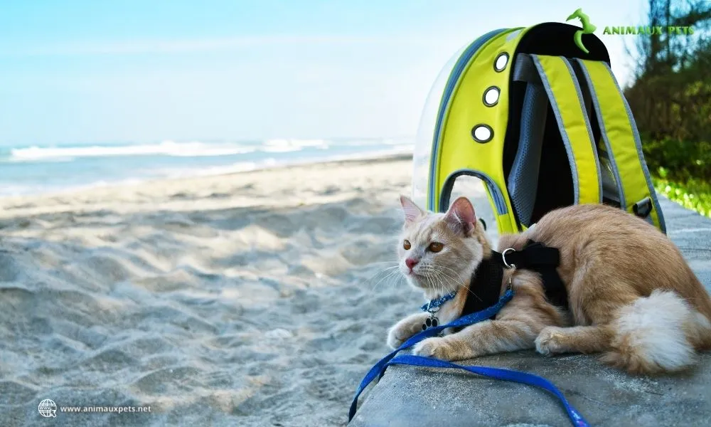 Comment apprendre à mon chat à rentrer dans sa caisse de transport ?