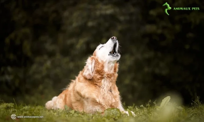 Chien qui aboie constamment