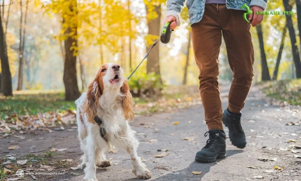 Chien qui aboie constamment