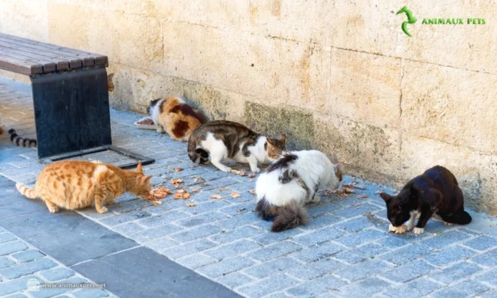 Qu'est-ce qu'un chat mange dans la nature sauvage ?