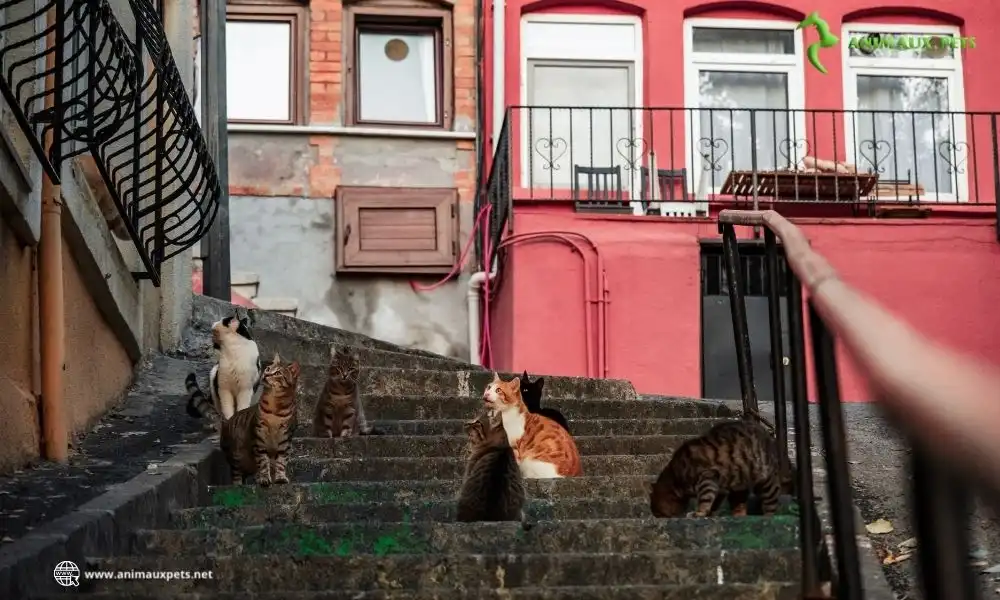 Qu'est-ce qu'un chat mange dans la nature sauvage ?