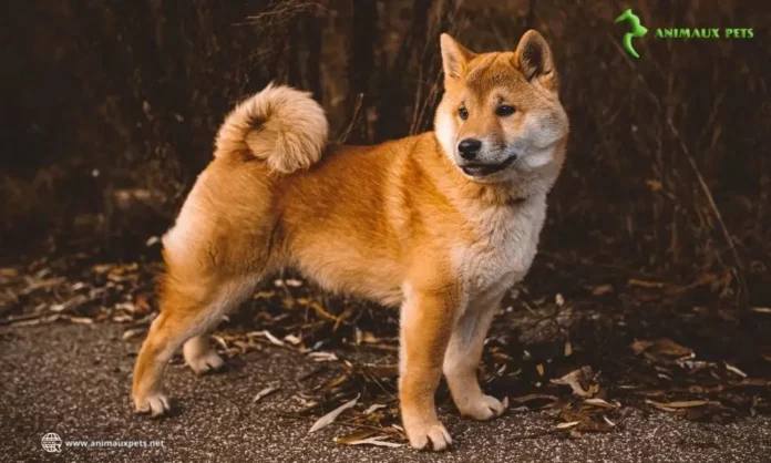 Le chien Shiba inu – Tout savoir sur cette race de chien