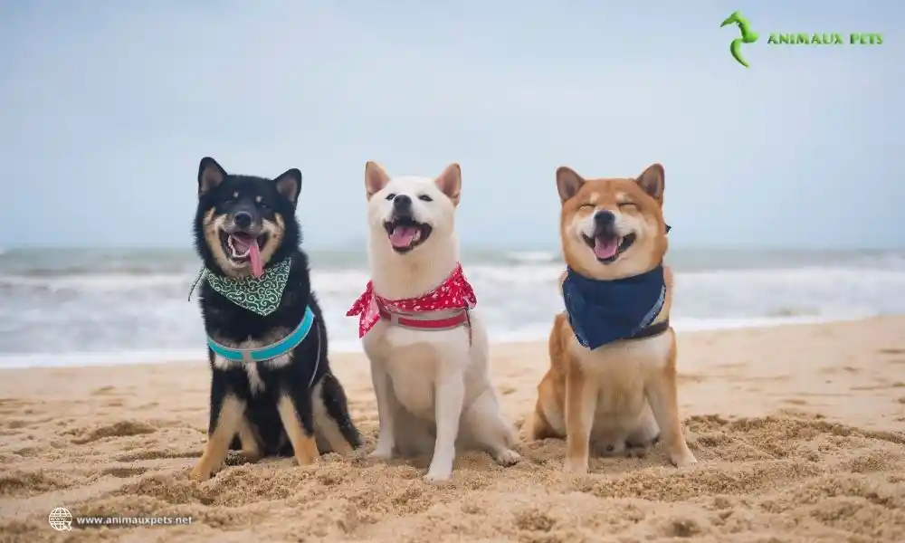 Le chien Shiba inu – Tout savoir sur cette race de chien