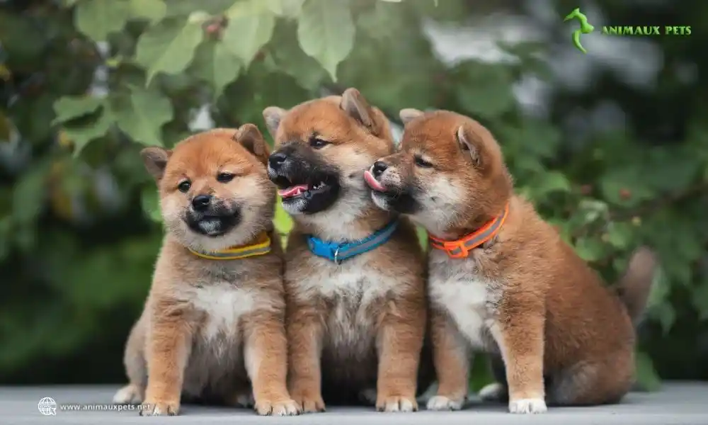 Le chien Shiba inu – Tout savoir sur cette race de chien