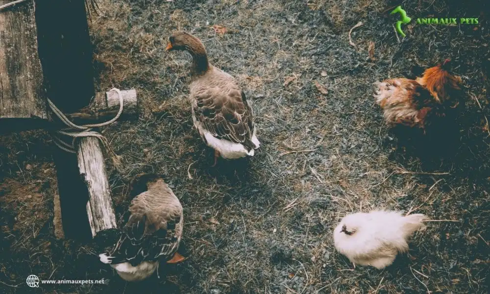 Les animaux de ferme