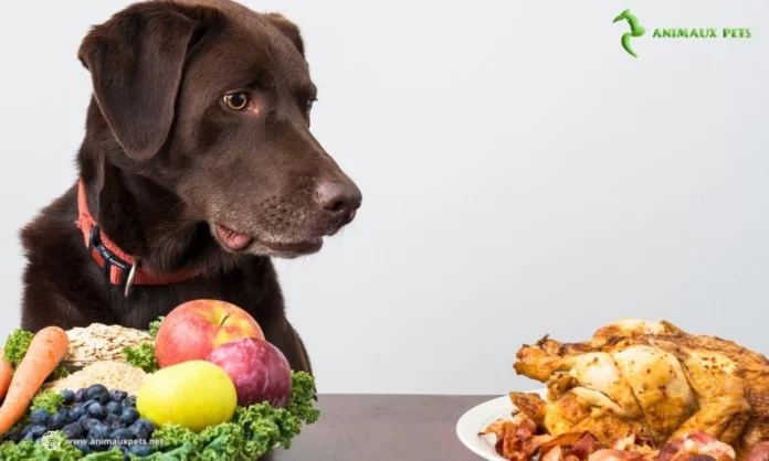 Donner des légumes à son chien