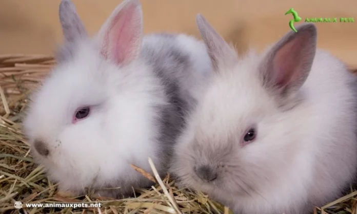 15 différentes races de lapins nains