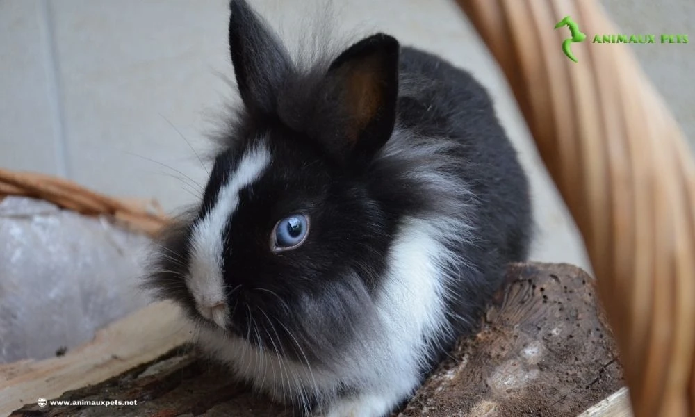 15 différentes races de lapins nains