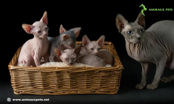 les chats Sphynx