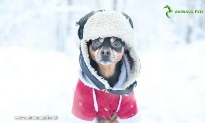 10 Conseils pour prendre soin de votre chien en hiver froid