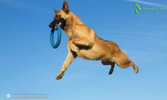 Chien sportif: nourrir un chien pratiquant un sport