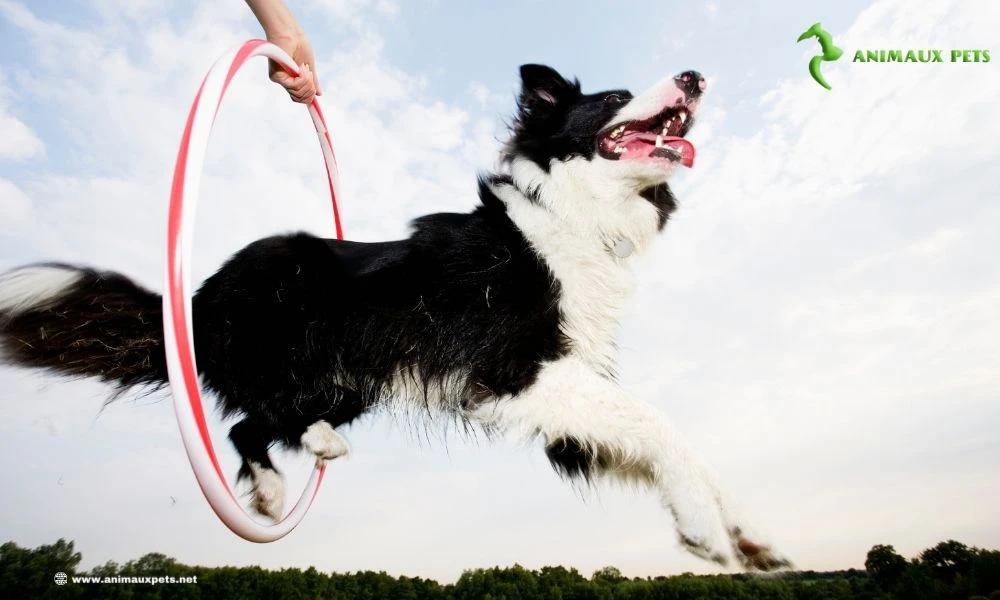 Chien sportif: nourrir un chien pratiquant un sport