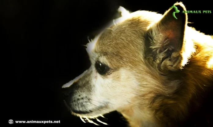 Épilepsie chez le chien