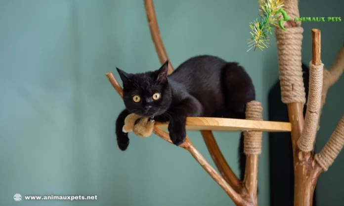 Apprenez à fabriquer un arbre à chat