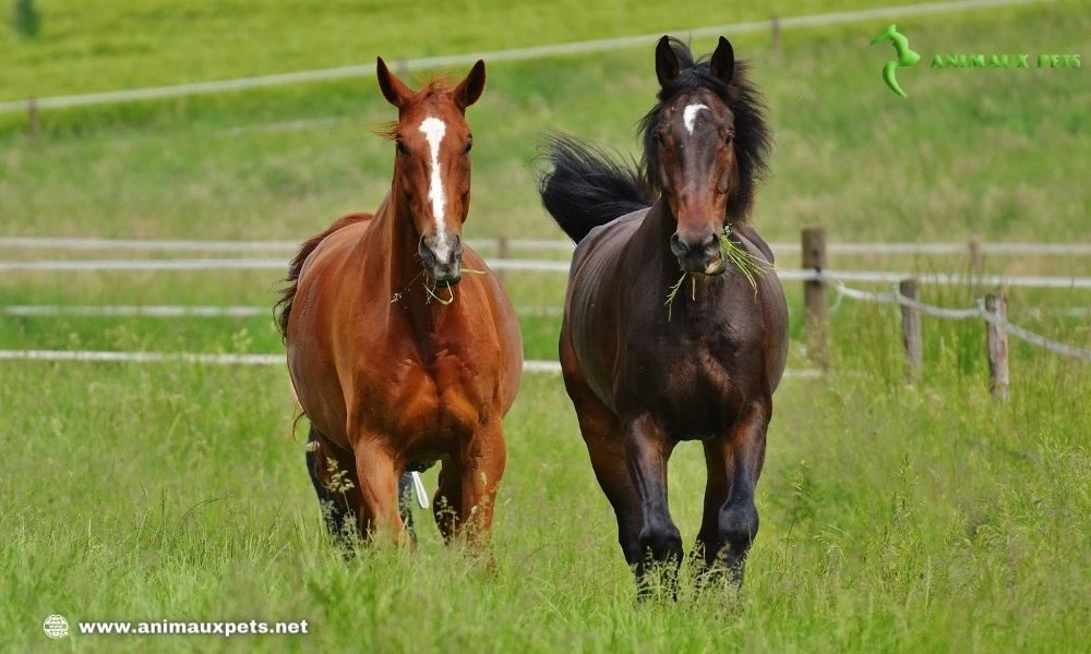 Comment élever un cheval