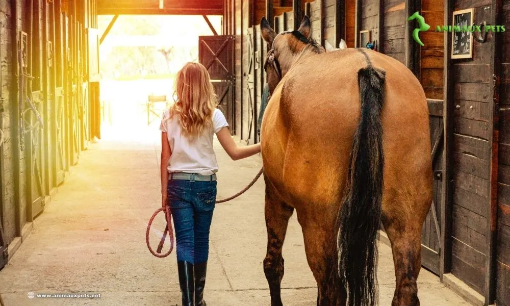 Comment élever un cheval