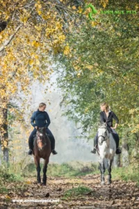 Comment élever un cheval