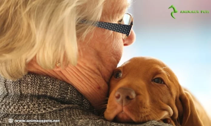 Race de chiens pour une personne âgée