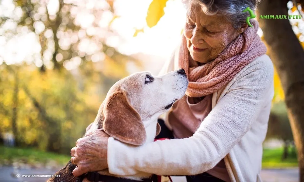 races de chiens pour une personne âgée