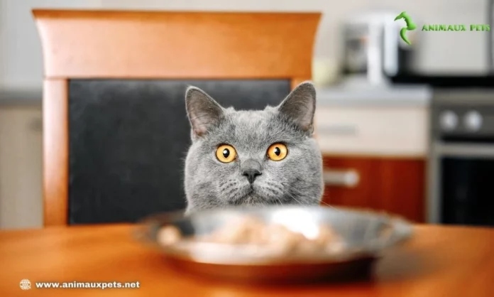 repas faits maison pour votre chat