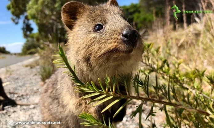 Savoir plus Quokka 