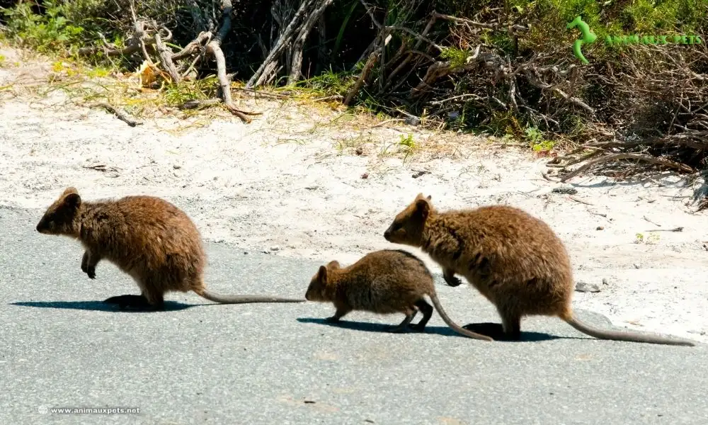 Savoir plus Quokka "Setonix brachyurus"