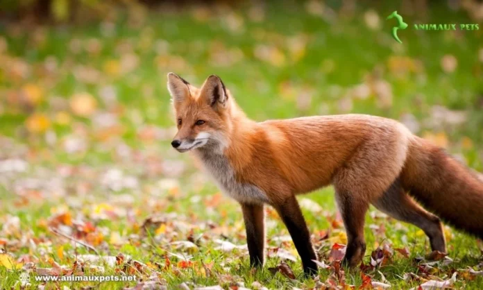 Découvrir le Renard Roux (Vulpes vulpes)