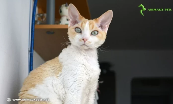 Le chat Devon Rex : Tout ce que vous devez savoir